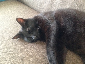 疲れ果てて半目で眠る黒猫
